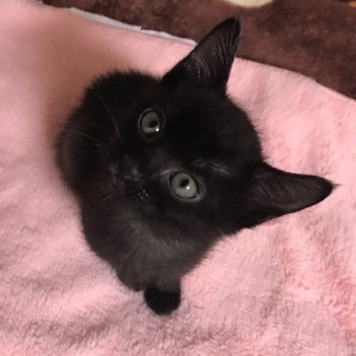 くろ君 約1ヶ月半  - 猫