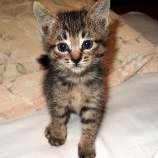 子猫差し上げます。
