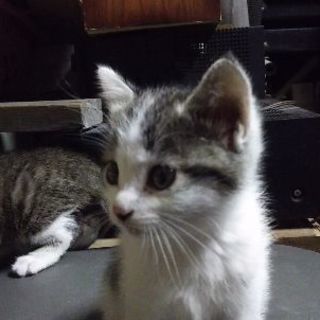 生後2カ月ほどの女の子です。