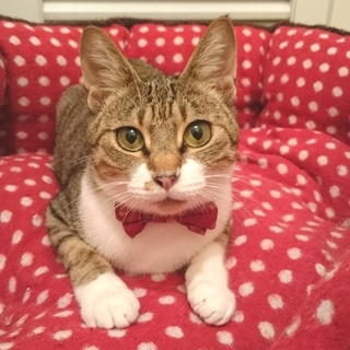 ベッタリ甘えん坊の優しい女の子です。