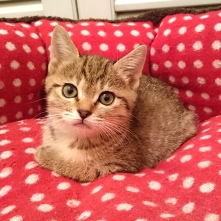 マイペースでのんびり屋な女の子です。