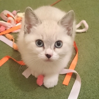 ふわふわもこもこなシャム猫風の女の子です。
