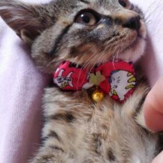 保護猫です(お見合い決定の為一時募集停止いたします)