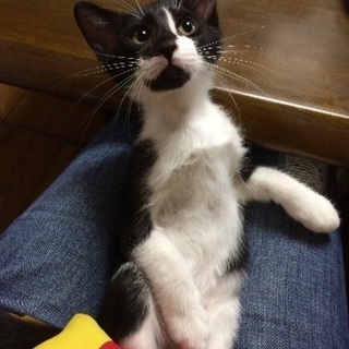 へその緒がついた捨て猫の画像