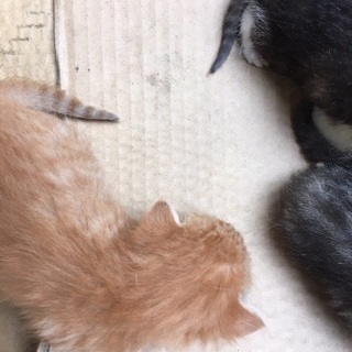 子猫２匹の里親さんを探しています - 結城郡