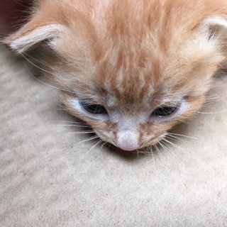 子猫２匹の里親さんを探しています - 猫