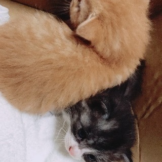 子猫２匹の里親さんを探しています - 里親募集