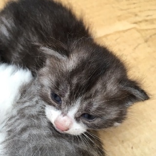 子猫２匹の里親さんを探しています − 茨城県