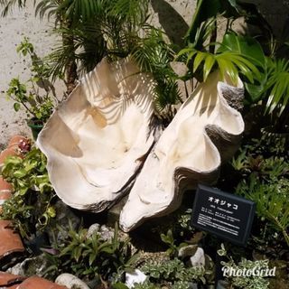 大きなシャコ貝の殻が欲しいです。別名 オウギガイの貝殻 大きなシャコ貝の殻が欲しいです。別名 オウギガイの貝殻
