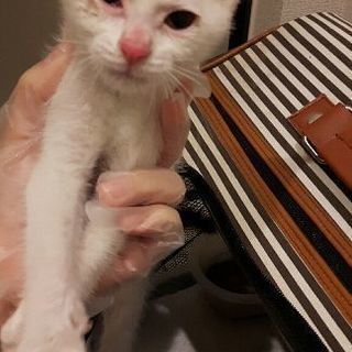里親を探しています！