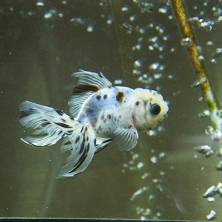 受付終了　金魚（江戸錦/京桜/東錦/和金）お引き取りいただけませんか。