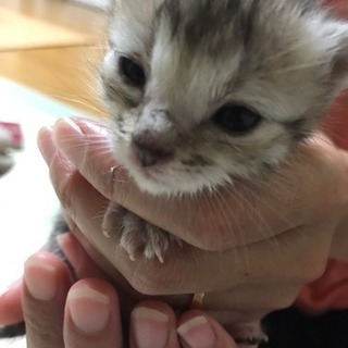 産後1週間程の子猫です