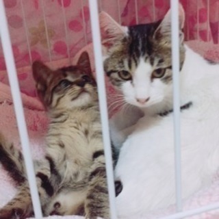 子猫の里親募集