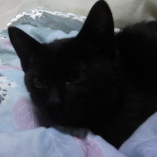 子猫さしあげます