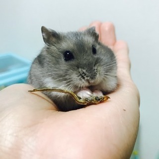 ジャンガリアン ハムスター