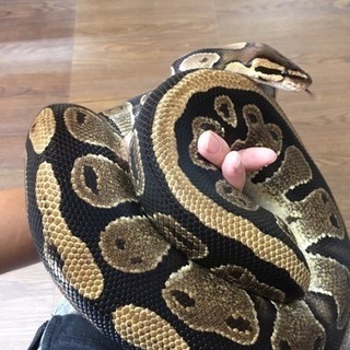 移動動物園できます。 - 八幡浜市
