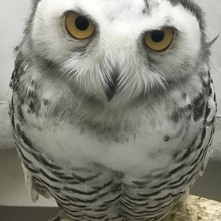 移動動物園できます。 − 愛媛県