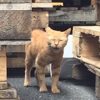 野良猫のお母さん
