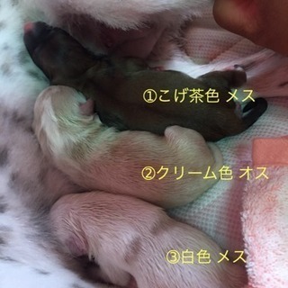 飼い主様募集します