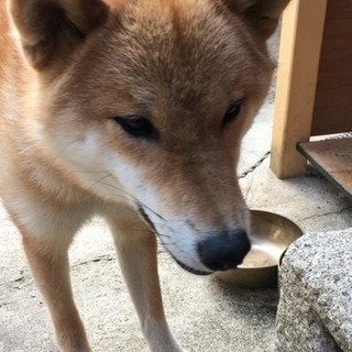 可愛がってください。