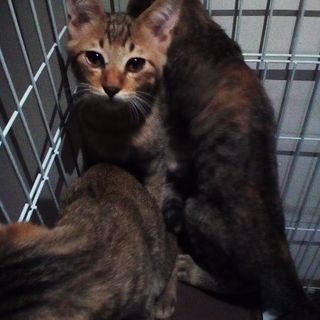 6月25日生まれの子猫