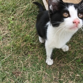 子猫の里親探してます