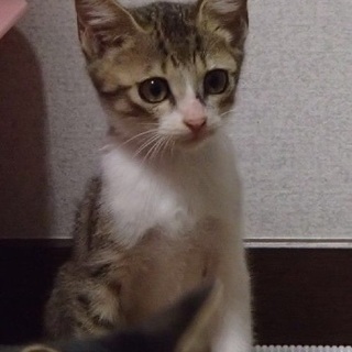 可愛いサバ白、麦タ君。