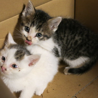 白い子猫と黒い子猫　二匹 (交渉中)