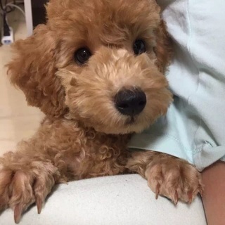 可愛い1歳のプードル