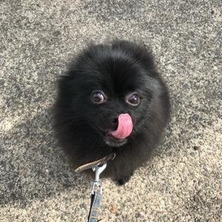 里親募集