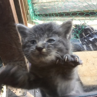 急募！助けてください