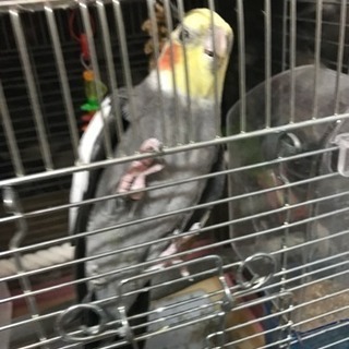 オカメインコ譲ります。