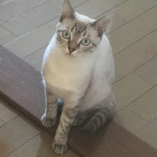 若猫の女の子です - 中津市