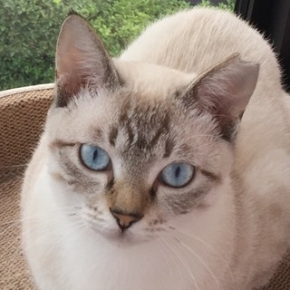若猫の女の子ですの画像