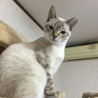 若猫の女の子です - 猫