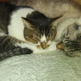 緊急！里親になってくれる方募集しています！