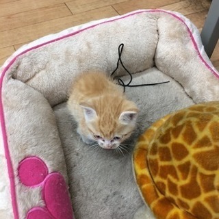 子猫の里親募集中