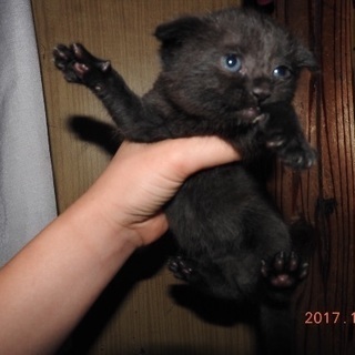 1ヶ月の子猫
