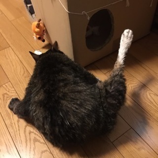 長男　9月20－21日生まれ　里親決定（母猫はエイズキャリア）
