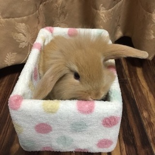 ライオンラビットの仔ウサギ🐰