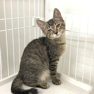 キジトラ子猫里親さん募集です