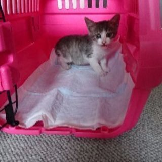 子猫の家族になってくれる方募集しています