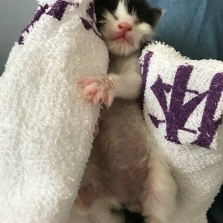 可愛い元気な子猫 女の子