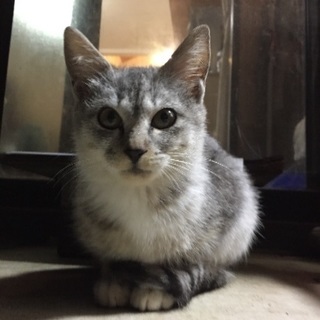 迷い猫 生後2〜3ヶ月の雌子猫 