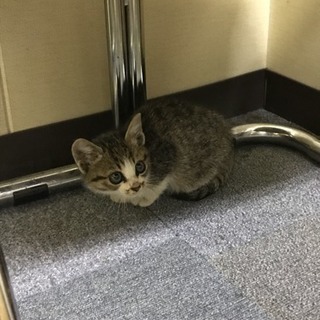 本日保護したばかりの雌子猫ちゃん