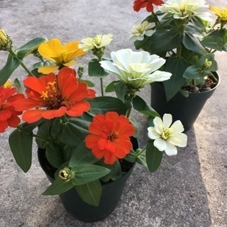 後藤園芸 花の生産 パートさん募集の画像