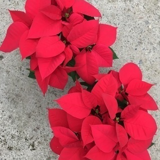 後藤園芸 花の生産 パートさん募集の画像