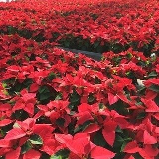 後藤園芸 花の生産 パートさん募集の画像