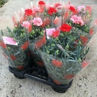 後藤園芸 花の生産 パートさん募集の画像