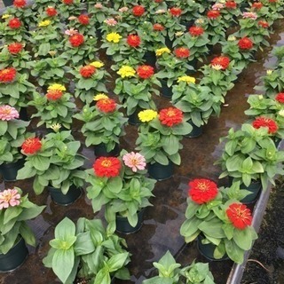 後藤園芸 花の生産 パートさん募集